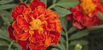 Oranje anjer mediabox Oranje anjer bloem