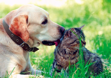 Dierenbegraafplaats Oud Rijswijk huisdieren Dierenbegraafplaats Oud Rijswijk - hond likt kat