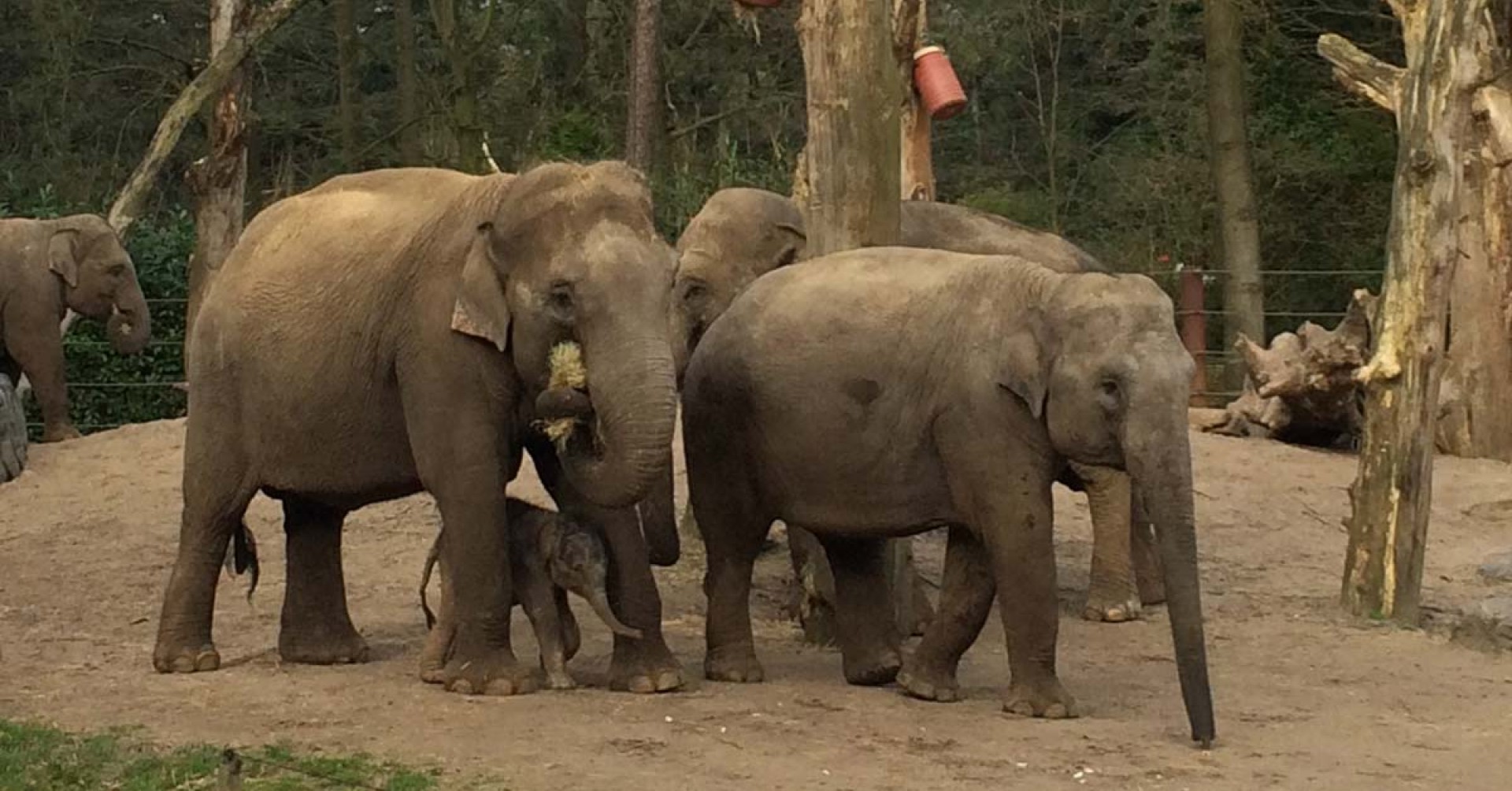 Kinderen leren met hulp van de olifanten in Amersfoort te praten over leven en dood.