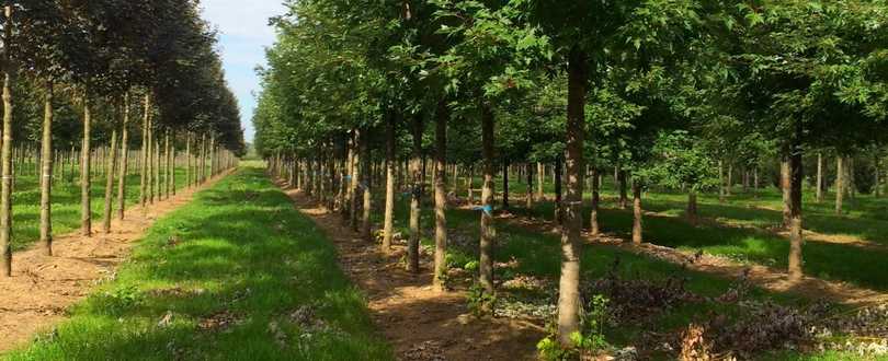 Bomen op Natuurbegraafplaats Gouda IJsselhof