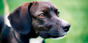 Hond dierenbegraafplaats Yarden Oud Rijswijk Yarden dierenbegraafplaats voor uw hond