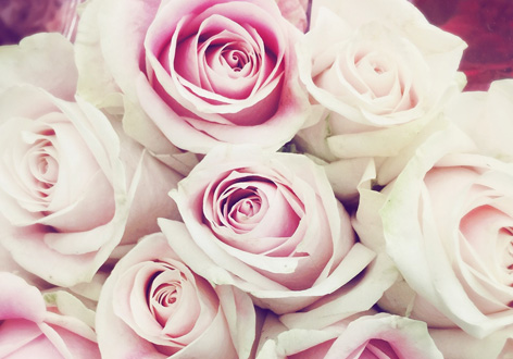 Roze rozen mediabox Roze rozen bloemen