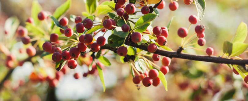 Duurzaam afscheid goed voor natuur