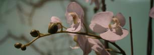 Orchidee uitvaart bloemen Yarden