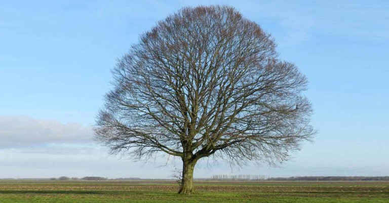 De boom staat symbool voor het leven