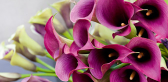 Paarse aronskelk mediabox Paarse Aronskelk bloem