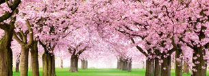 Grasveld met roze kersenbloessem bomen