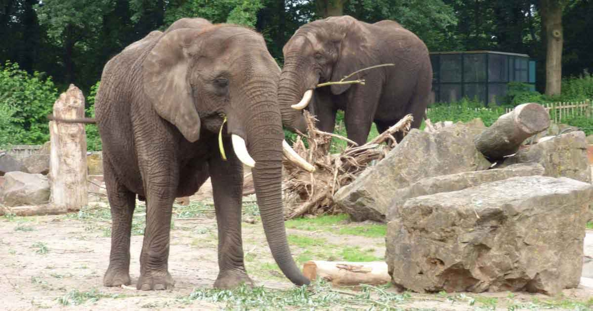 Het bijzondere rouwproces van olifanten