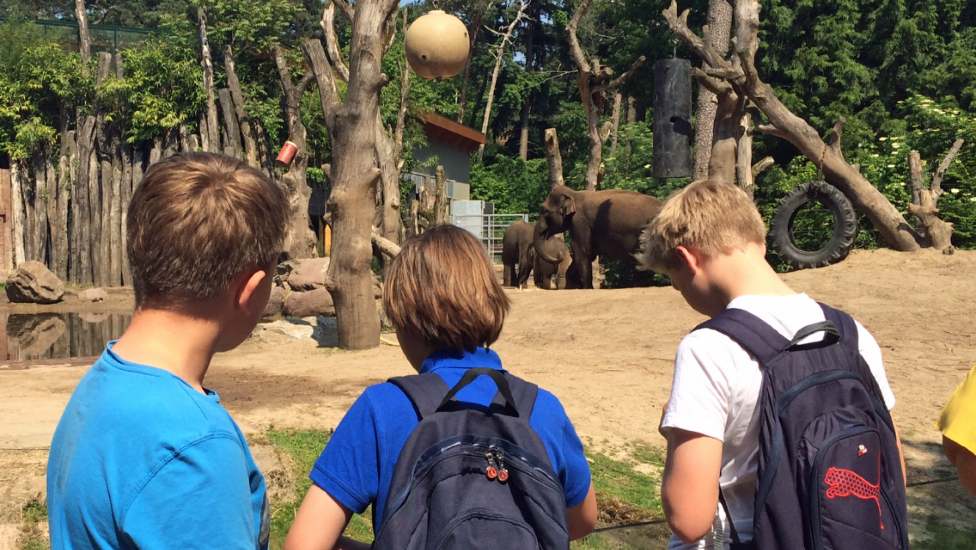 Kinderen kijken naar olifanten