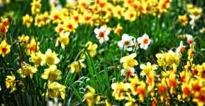 Bloemen op mooie lentedag
