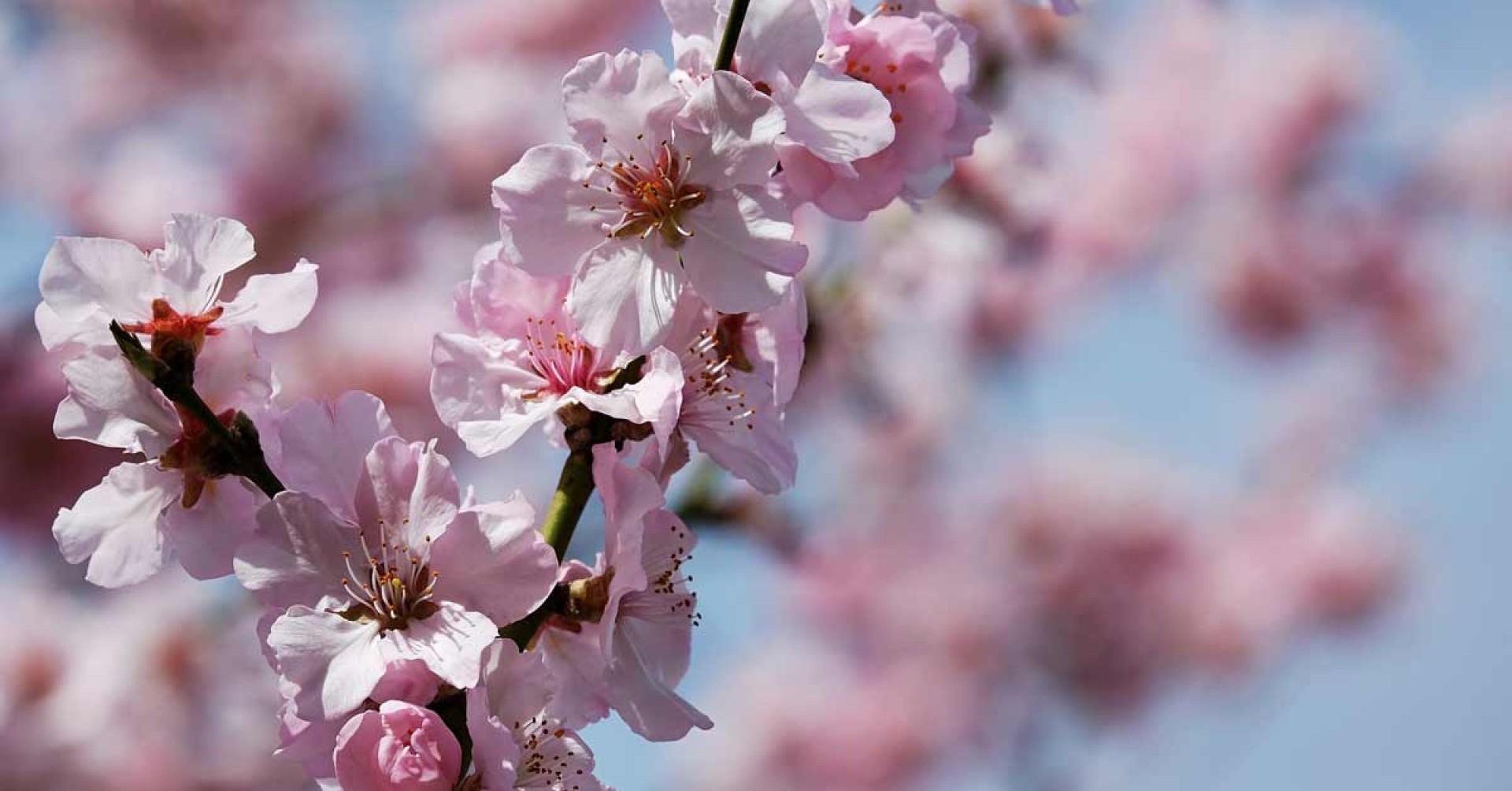 Bloesem van de Japanse kers