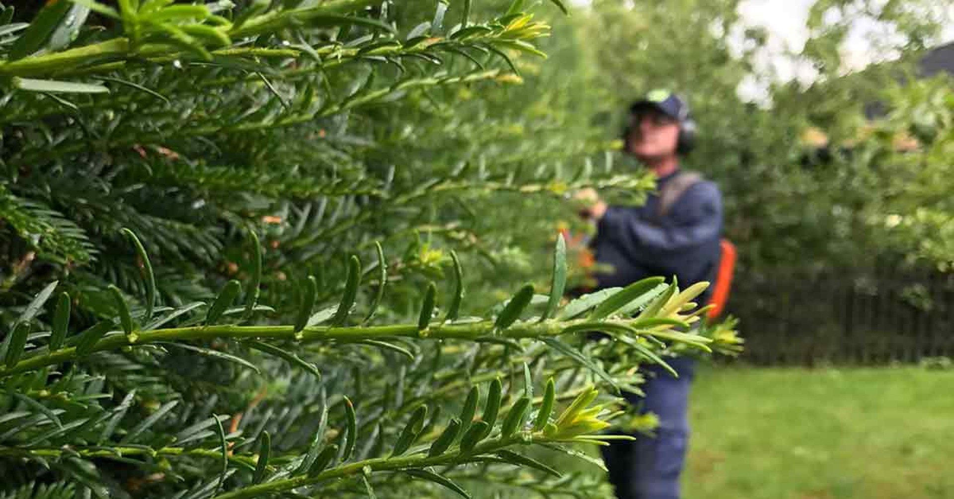 Taxus snoeien tegen kanker