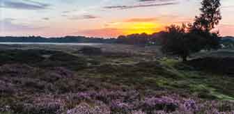 Heide Drenthe marinette boersma 336 Bloeiend heideveld in Drenthe