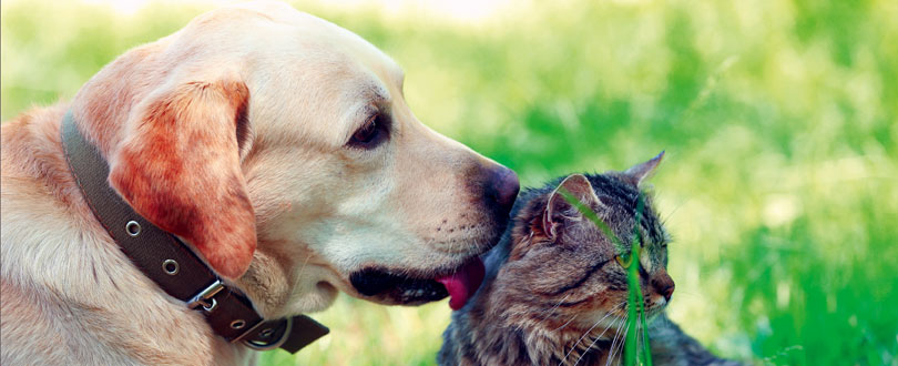 Opening dierenbegraafplaats Oud-Rijswijk Begraafplaats voor uw hond en kat