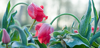 Yarden bloemen Doetinchem