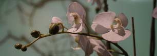 widget klein orchidee Orchidee uitvaart bloemen Yarden